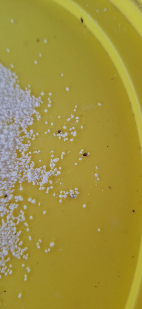 Varroa
